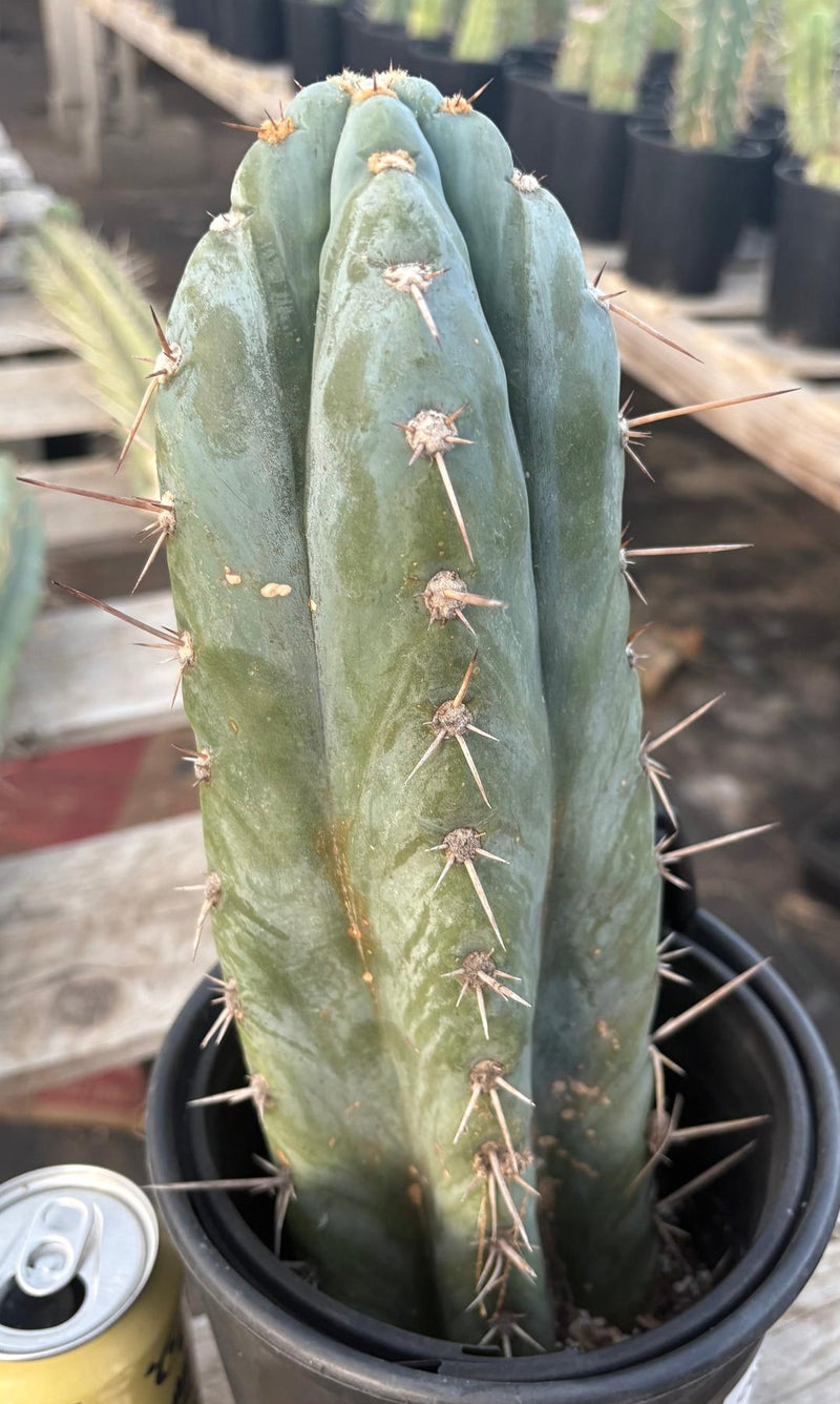 #EC81 EXACT Trichocereus Peruvianus TSSBP Cactus 12.5”