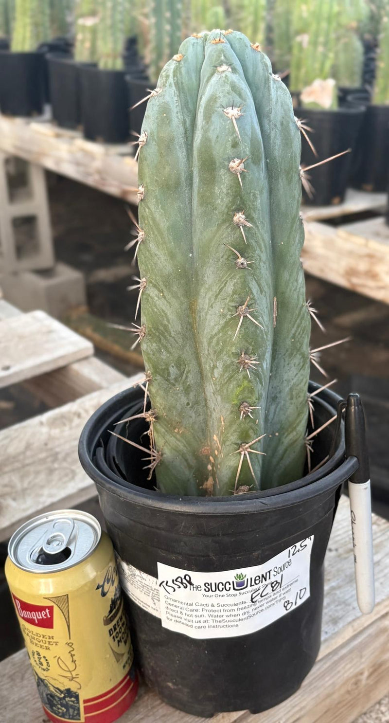 #EC81 EXACT Trichocereus Peruvianus TSSBP Cactus 12.5”