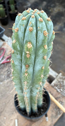 #EC81 EXACT Trichocereus Peruvianus TSSBP Cactus 20”