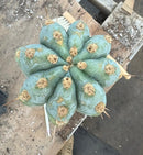#EC81 EXACT Trichocereus Peruvianus TSSBP Cactus 20”