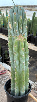 #EC81 EXACT Trichocereus Peruvianus TSSBP Cactus 20”