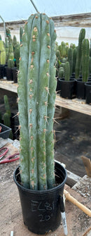 #EC81 EXACT Trichocereus Peruvianus TSSBP Cactus 20”