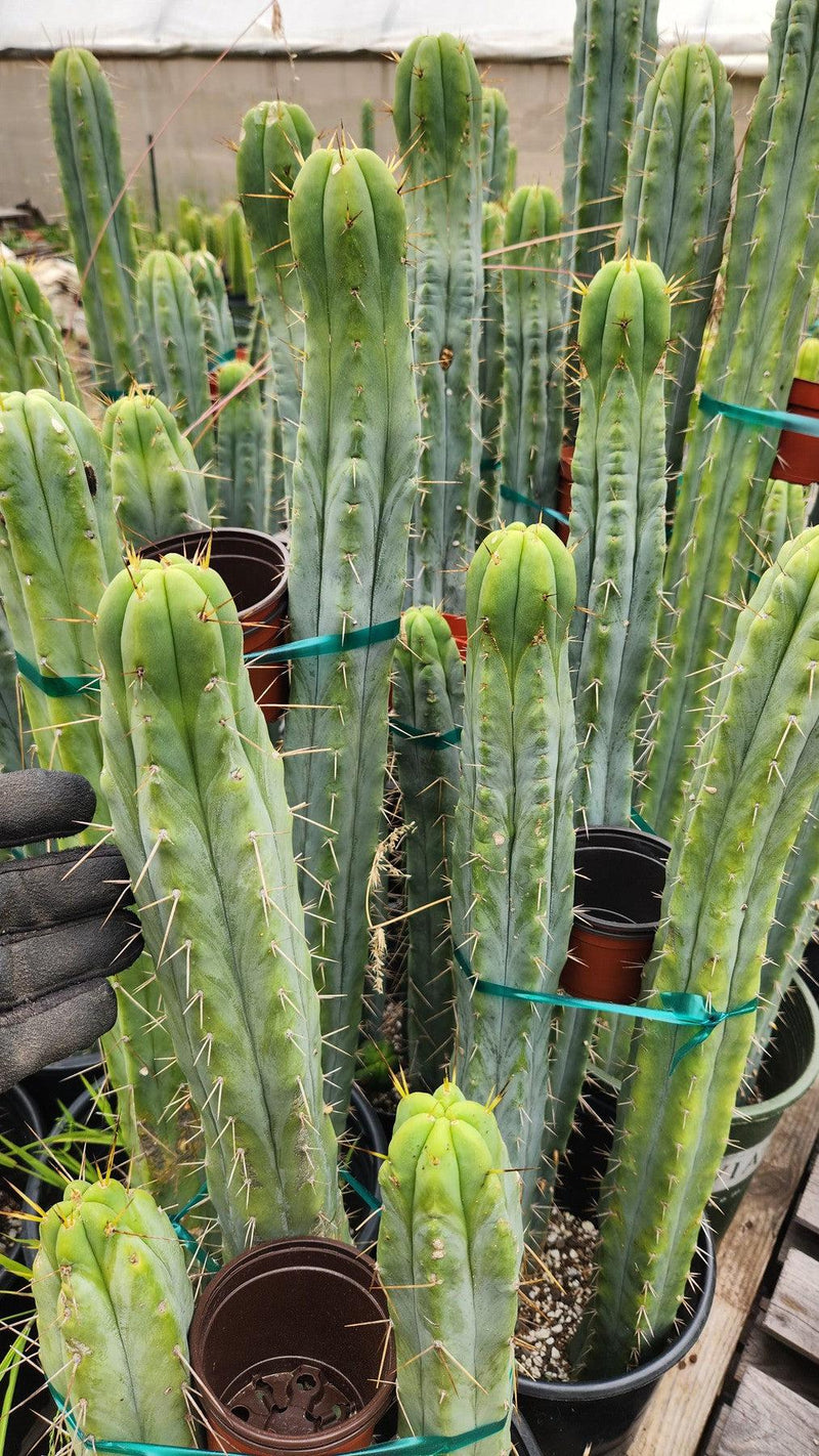 #EC85 EXACT Trichocereus "K-Valle" Bridgesii  Cactus Cutting 10-12"