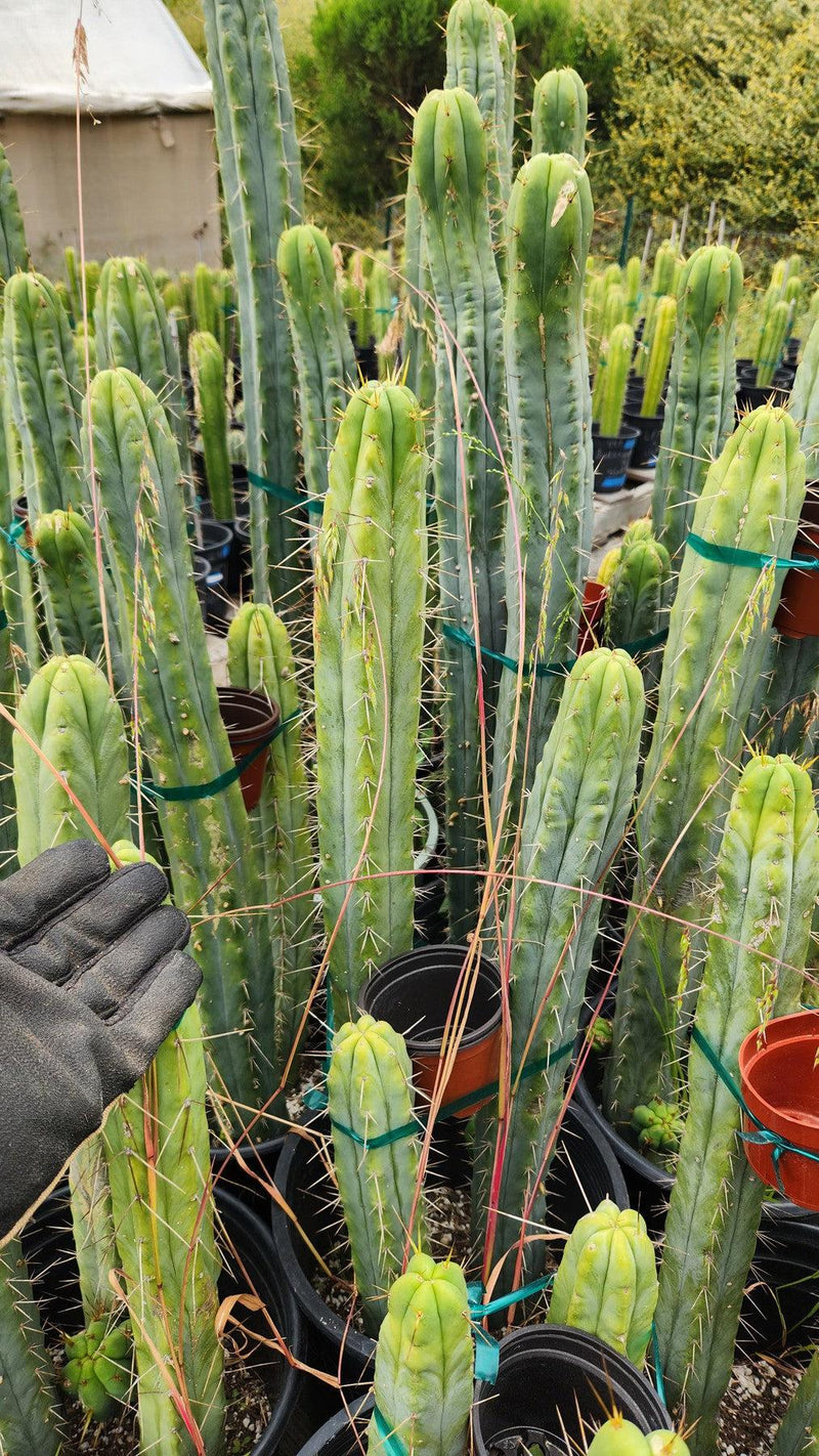 #EC85 EXACT Trichocereus "K-Valle" Bridgesii  Cactus Cutting 10-12"