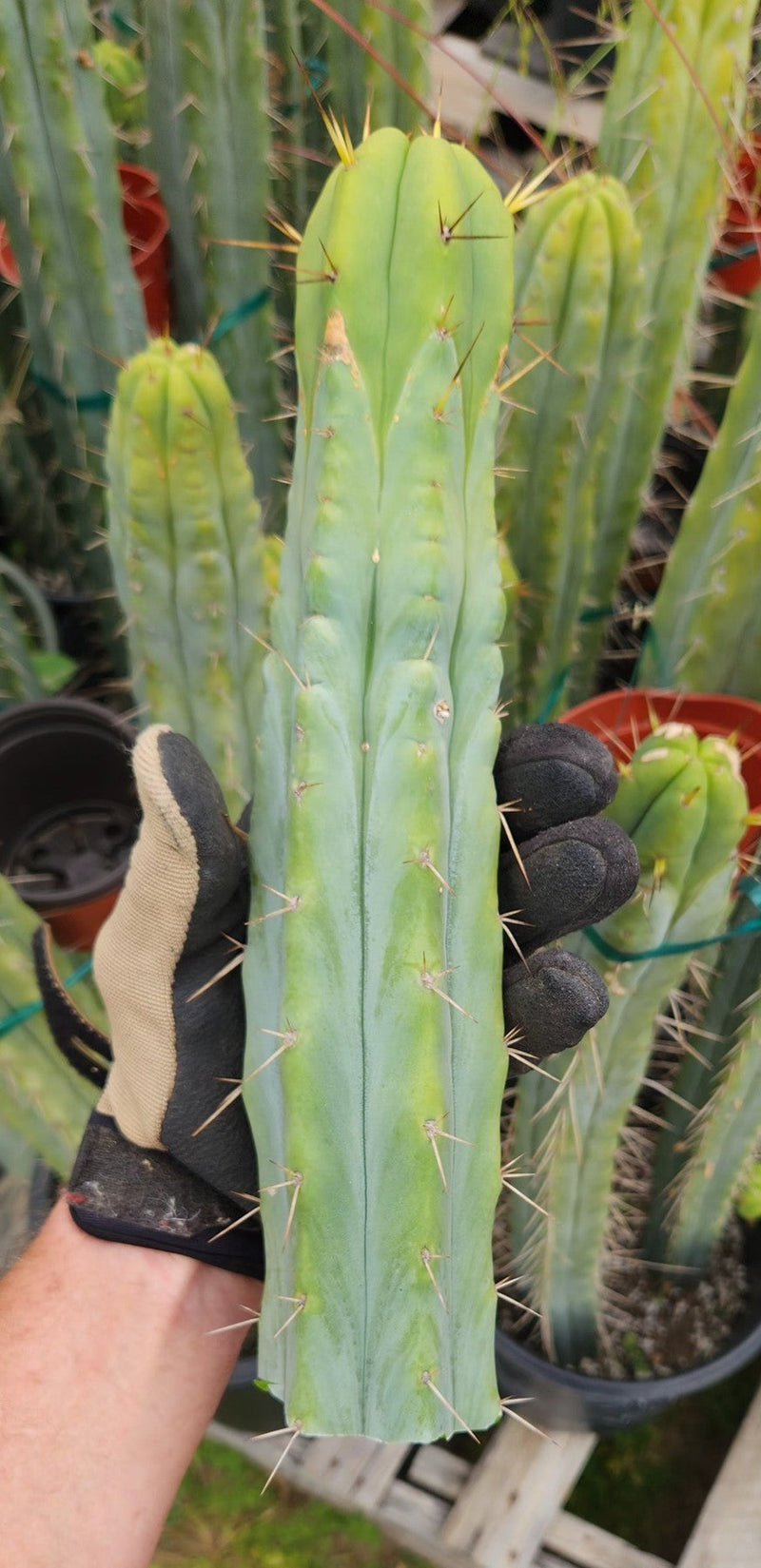 #EC85 EXACT Trichocereus "K-Valle" Bridgesii  Cactus Cutting 10-12"