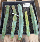 #EC86 EXACT Trichocereus Bridgesii "Jiimz" TLC All TIPS Ornamental Cactus cuttings