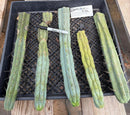 #EC86 EXACT Trichocereus Bridgesii "Jiimz" TLC All TIPS Ornamental Cactus cuttings
