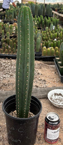 #EC87 EXACT Trichocereus  Pachanoi Vilcabamba C X Pach Crown 18”