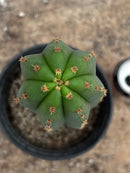 #EC87 EXACT Trichocereus  Pachanoi Vilcabamba C X Pach Crown 18”