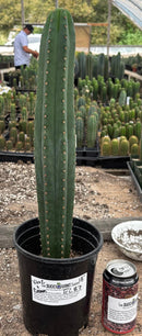 #EC87 EXACT Trichocereus  Pachanoi Vilcabamba C X Pach Crown 18”