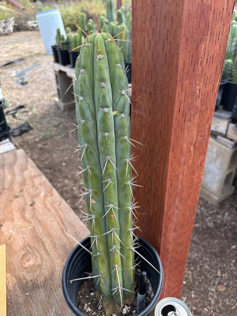 #EC87 EXACT Trichocereus  Peruvianus James X Clyde 16.5”