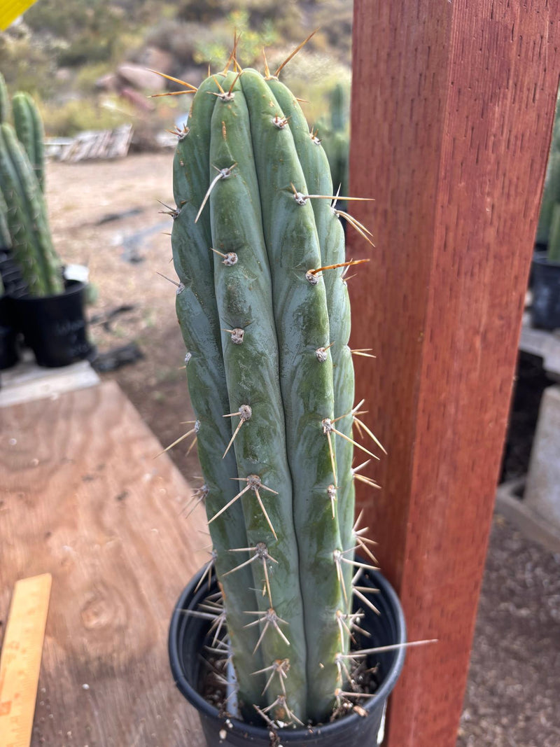 #EC87 EXACT Trichocereus  Peruvianus James X Clyde 16.5”