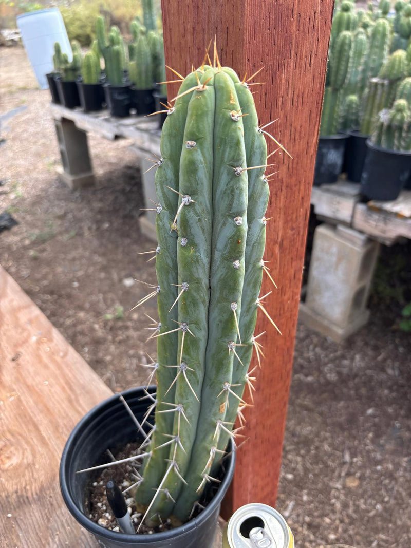 #EC87 EXACT Trichocereus  Peruvianus James X Clyde 16.5”
