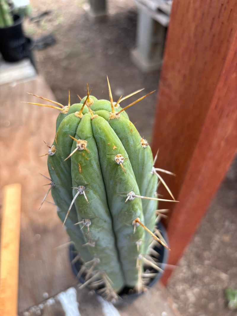#EC87 EXACT Trichocereus  Peruvianus James X Clyde 16.5”