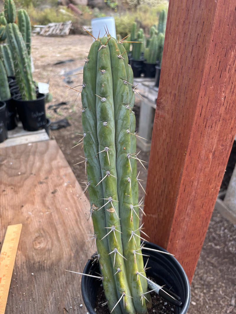 #EC87 EXACT Trichocereus  Peruvianus James X Clyde 16.5”