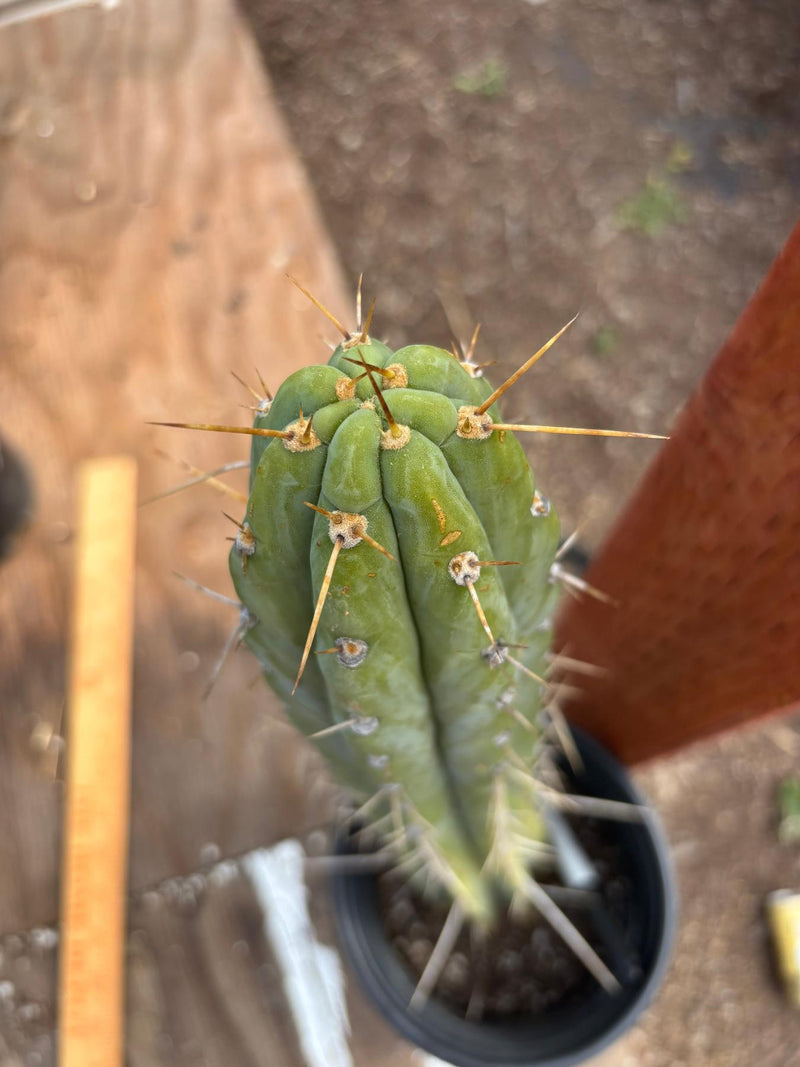 #EC87 EXACT Trichocereus  Peruvianus James X Clyde 16.5”