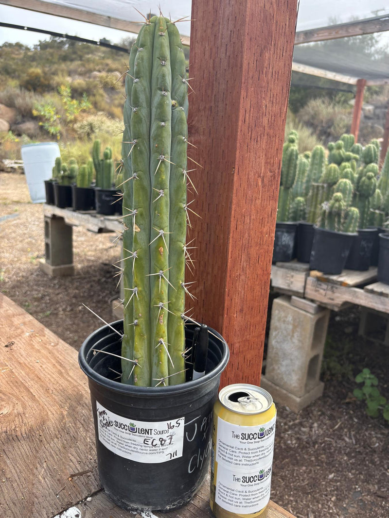 #EC87 EXACT Trichocereus  Peruvianus James X Clyde 16.5”