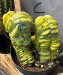 Cactus Trichocereus Pachanoi Vilcabamba X Pach Crown 18 Inch Rare Specimen Indoor Plant by The Succulent Source