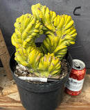 Cactus Trichocereus Pachanoi Vilcabamba X Pach Crown 18 Inch Rare Specimen Indoor Plant by The Succulent Source
