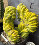 Cactus Trichocereus Pachanoi Vilcabamba X Pach Crown 18 Inch Rare Specimen Indoor Plant by The Succulent Source
