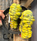 Cactus Trichocereus Pachanoi Vilcabamba X Pach Crown 18 Inch Rare Specimen Indoor Plant by The Succulent Source