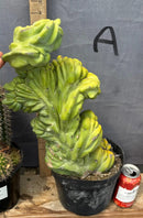 Cactus Trichocereus Pachanoi Vilcabamba X Pach Crown 18 Inch Rare Specimen Indoor Plant by The Succulent Source