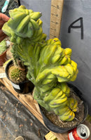 Cactus Trichocereus Pachanoi Vilcabamba X Pach Crown 18 Inch Rare Specimen Indoor Plant by The Succulent Source