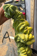 Cactus Trichocereus Pachanoi Vilcabamba X Pach Crown 18 Inch Rare Specimen Indoor Plant by The Succulent Source