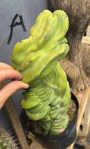 Cactus Trichocereus Pachanoi Vilcabamba X Pach Crown 18 Inch Rare Specimen Indoor Plant by The Succulent Source