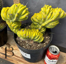 Cactus Trichocereus Pachanoi Vilcabamba X Pach Crown 18 Inch Rare Specimen Indoor Plant by The Succulent Source