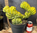 Cactus Trichocereus Pachanoi Vilcabamba X Pach Crown 18 Inch Rare Specimen Indoor Plant by The Succulent Source