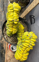 Cactus Trichocereus Pachanoi Vilcabamba X Pach Crown 18 Inch Rare Specimen Indoor Plant by The Succulent Source
