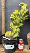Cactus Trichocereus Pachanoi Vilcabamba X Pach Crown 18 Inch Rare Specimen Indoor Plant by The Succulent Source