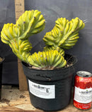Cactus Trichocereus Pachanoi Vilcabamba X Pach Crown 18 Inch Rare Specimen Indoor Plant by The Succulent Source