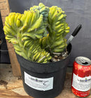 Cactus Trichocereus Pachanoi Vilcabamba X Pach Crown 18 Inch Rare Specimen Indoor Plant by The Succulent Source