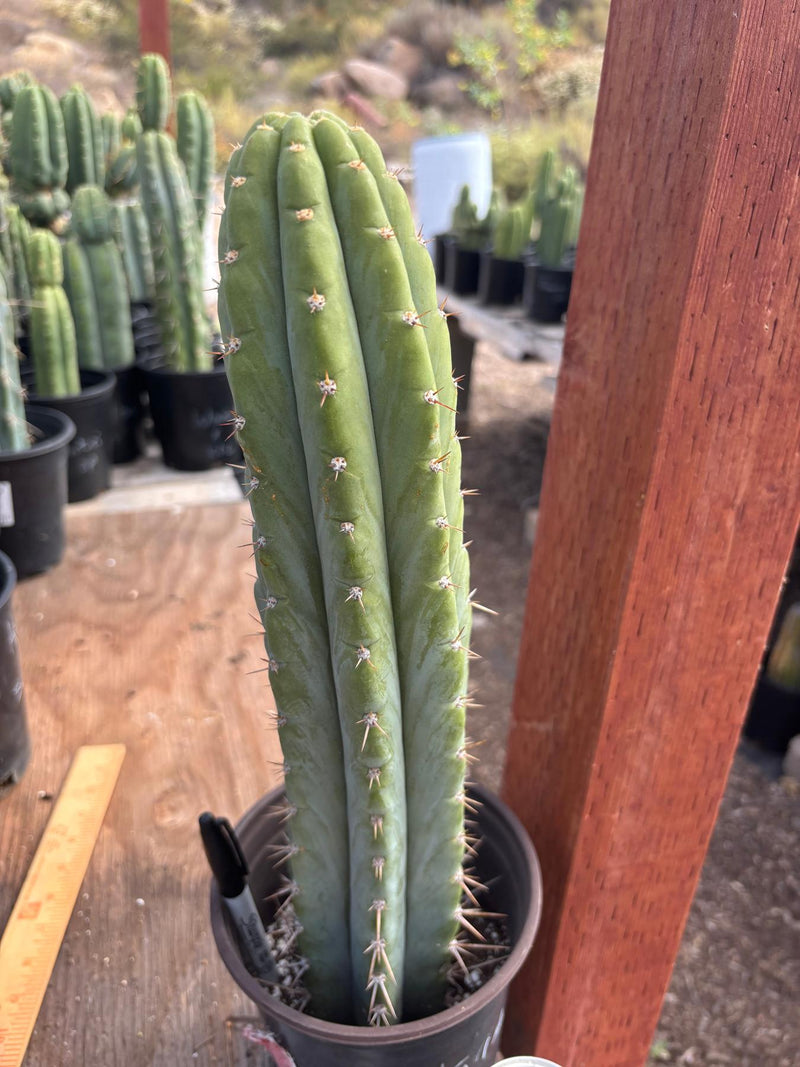 #EC88 EXACT Peruvianus Victoria Cactus 16”