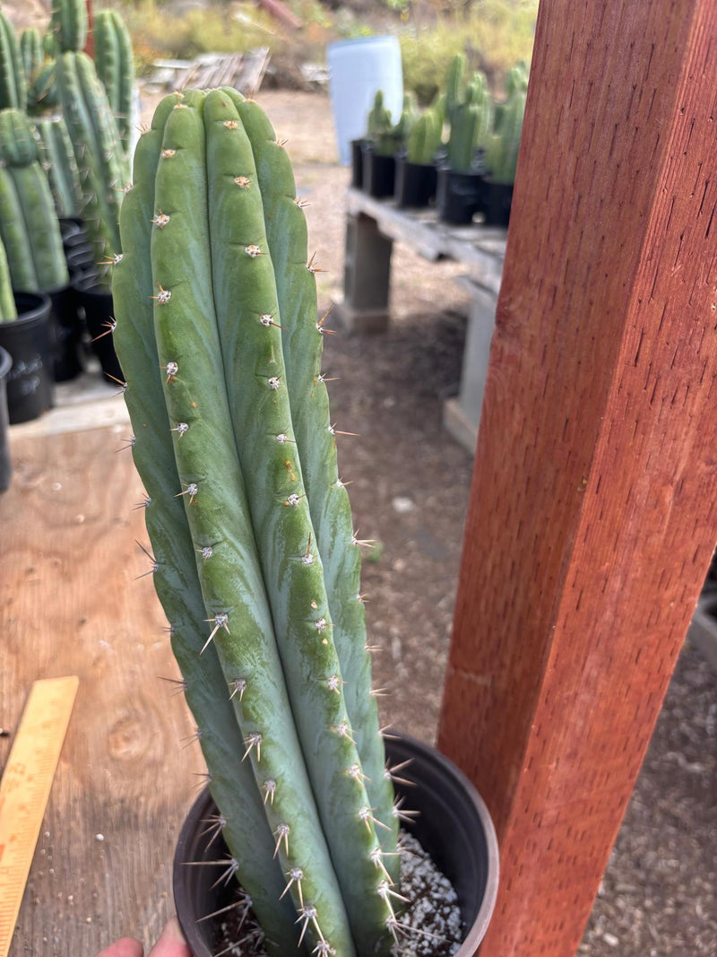 #EC88 EXACT Peruvianus Victoria Cactus 16”