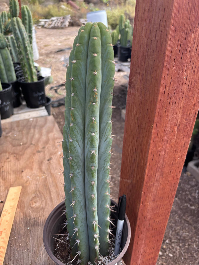 #EC88 EXACT Peruvianus Victoria Cactus 16”