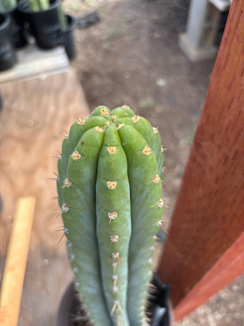 #EC88 EXACT Peruvianus Victoria Cactus 16”