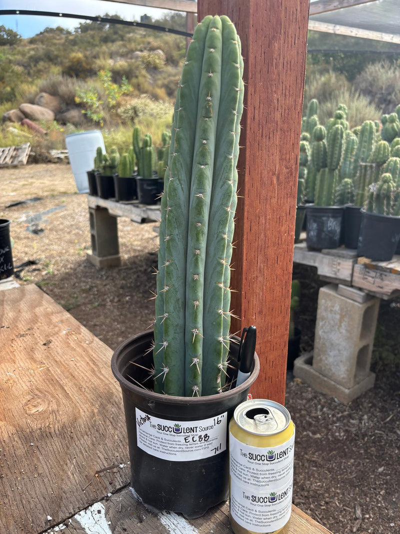 #EC88 EXACT Peruvianus Victoria Cactus 16”