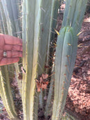 #EC89 Trichocereus Bridgesii Jiimz Long Tall Sally/LTS 12” cutting