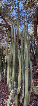#EC89 Trichocereus Bridgesii Jiimz Long Tall Sally/LTS 12” cutting