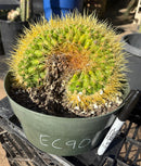 #EC90 Exact Crested Echinocactus Grusonii Golden Barrel Cactus Crested specimen