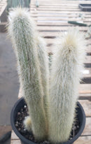 #EC91 EXACT  Cleistocactus strausii  Silver Torch Cactus 11.5", 10", 9"