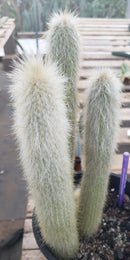 #EC91 EXACT  Cleistocactus strausii  Silver Torch Cactus 11.5", 10", 9"