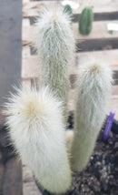 #EC91 EXACT  Cleistocactus strausii  Silver Torch Cactus 11.5", 10", 9"