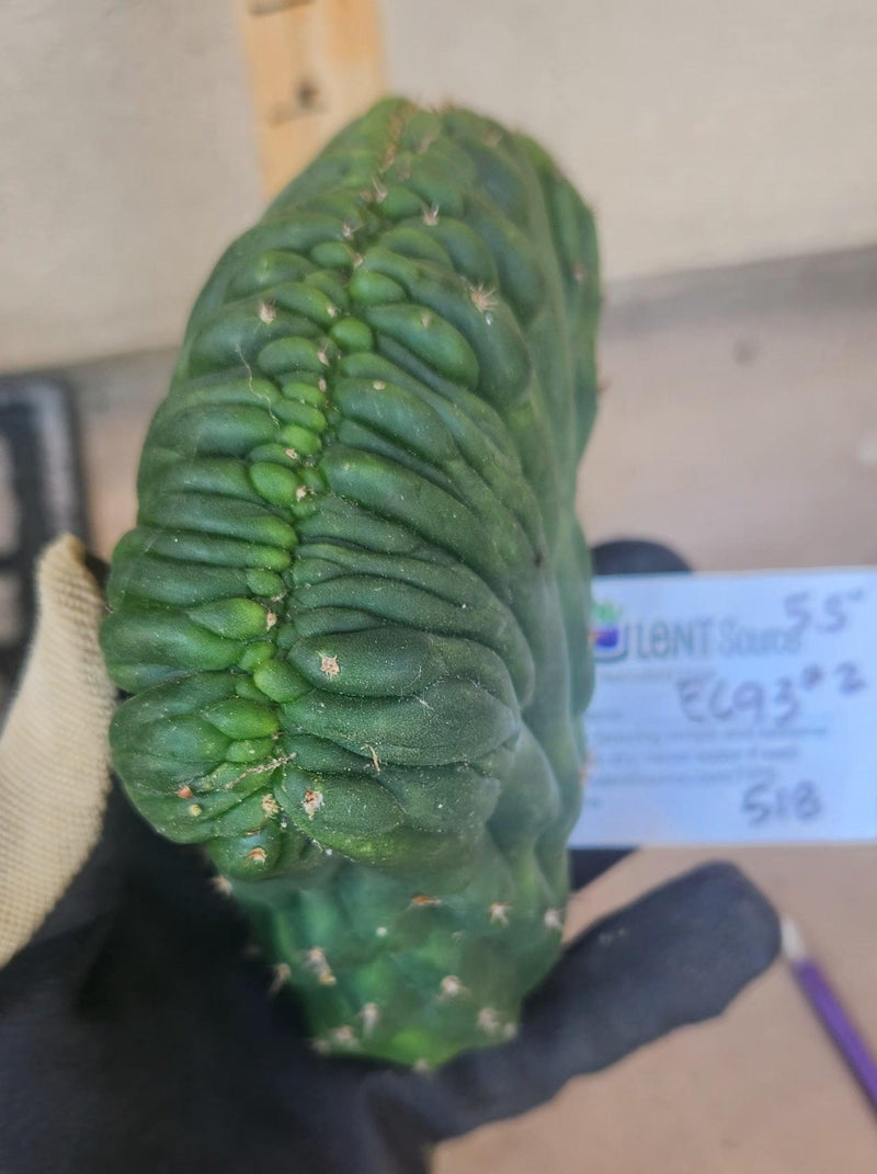 #EC93 EXACT Trichocereus Pachanoi San Pedro Cactus Crested and Monstrose Cuttings