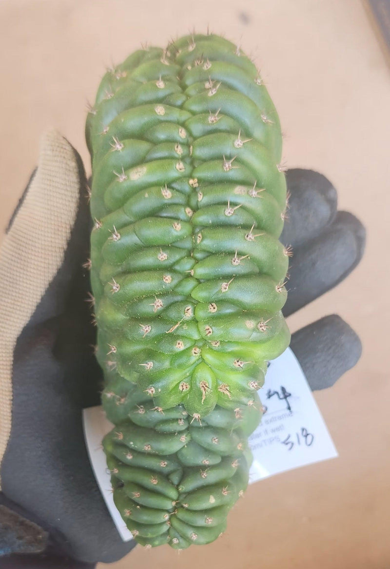 #EC93 EXACT Trichocereus Pachanoi San Pedro Cactus Crested and Monstrose Cuttings