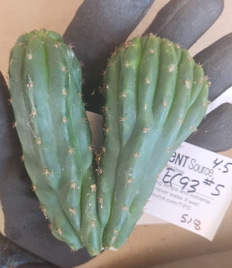 #EC93 EXACT Trichocereus Pachanoi San Pedro Cactus Crested and Monstrose Cuttings