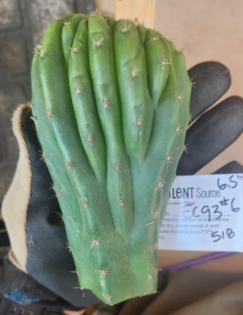 #EC93 EXACT Trichocereus Pachanoi San Pedro Cactus Crested and Monstrose Cuttings